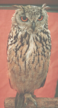 Baby Long-Eared Owl