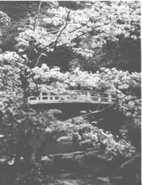 Japanese Blossom