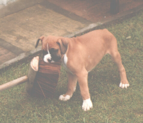 Dano as a Puppy