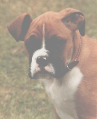 Dano as a Puppy in 1981