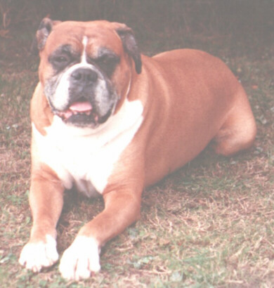 Dano The Boxer, Summer 1989