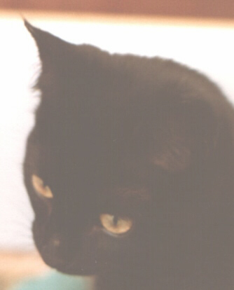 Lucy The Black Cat as a Kitten