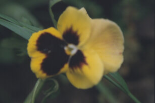 Pansy