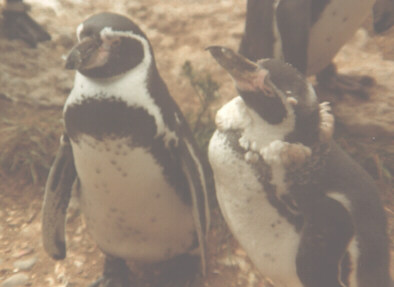 Baby Jackass Penguins