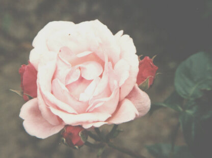 Pink Rose