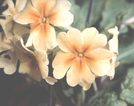 Primrose