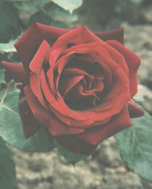 Red Rose
