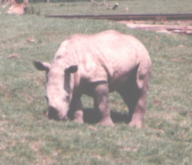 Baby White Rhino