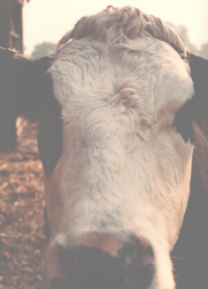 Bull