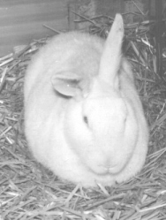 Candy The White Rabbit