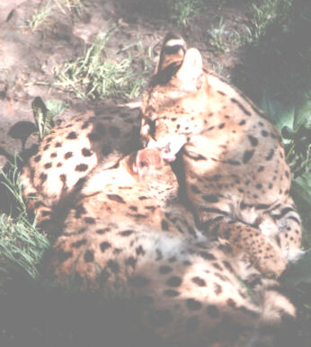 Cheetah with Cub