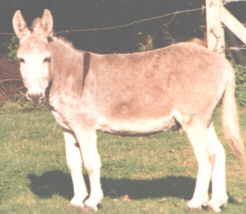 Donkey
