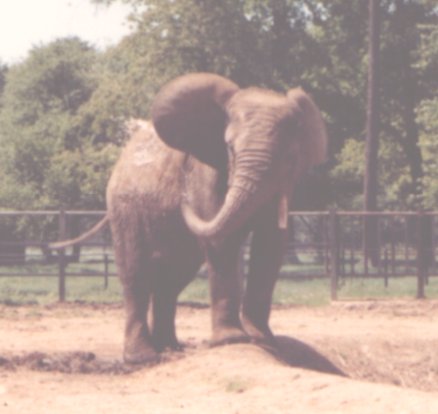 Bull Elephant