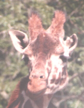 Giraffe