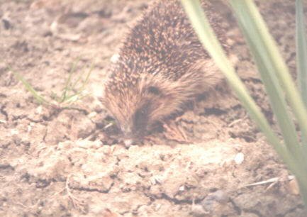 Henrietta Hedgehog, late 1980s, in Whaplode Drove, Lincolnshire, England