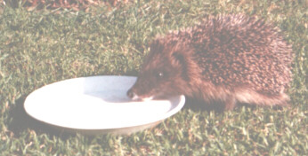 Henrietta Hedgehog Drinking Milk