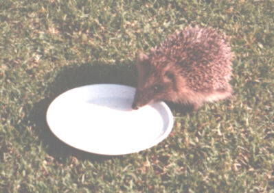 Whaplode Drove Hedgehog