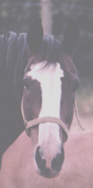 Smiling Horse