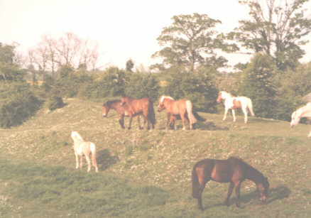 Horses