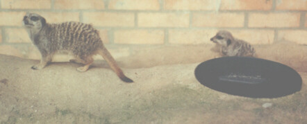 Meerkats