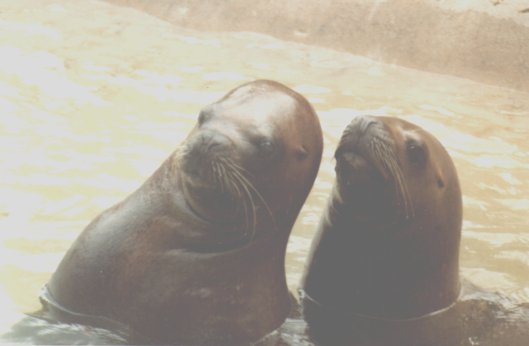 Sea Lions